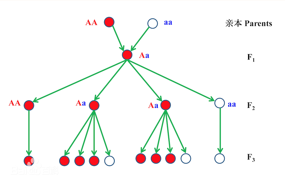 孟德尔表示3与1之比的杂交试验图解.png