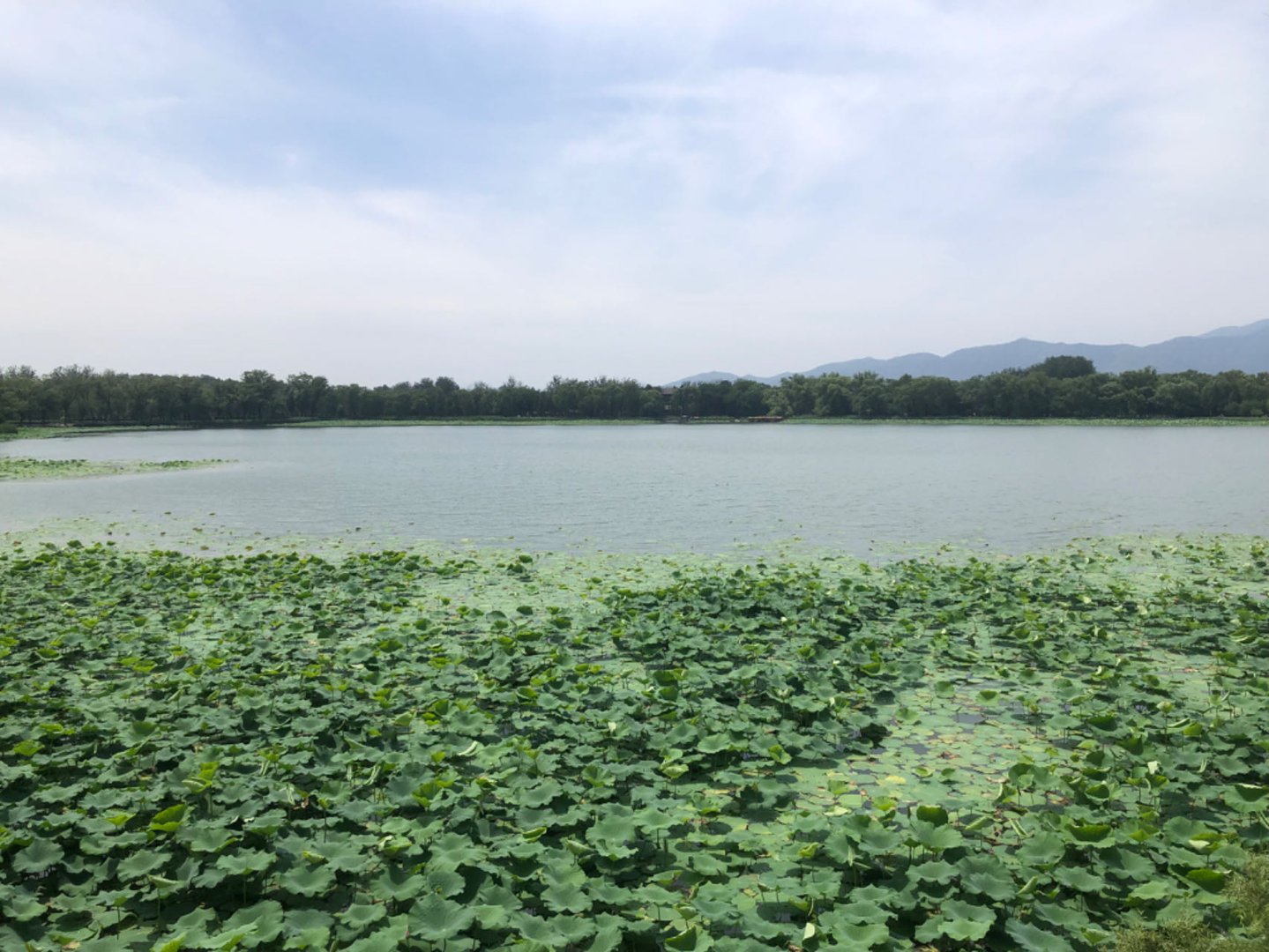 颐和园荷花.jpeg